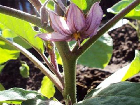 Выращивание баклажан - уход, полив, подкормки, сбор урожая