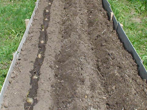 Выращивание картофеля на гребне