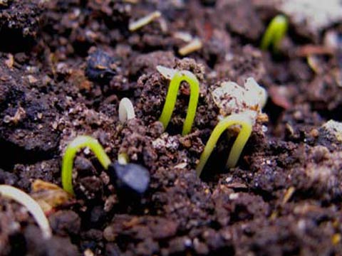 Выращивание лука из семян - секреты от Мир Садоводства