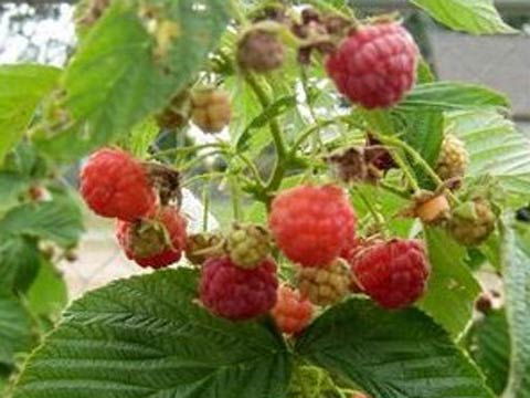Выращивание малины, Как получить богатый урожай ягод