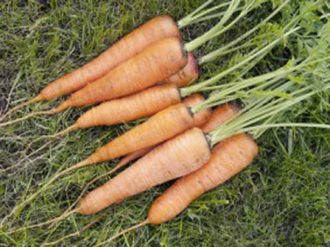 Выращивание моркови, особенности и тонкости процесса