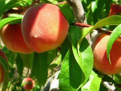 Выращивание персика - Персик в вашем саду