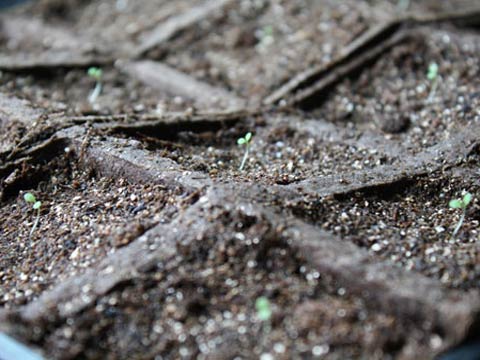 Выращивание петунии - семенной способ
