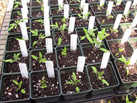 Выращивание рассады томатов