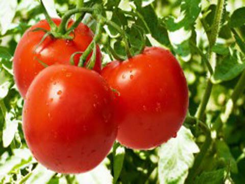 Выращивание томатов, Полезные советы и рекомендации по уходу