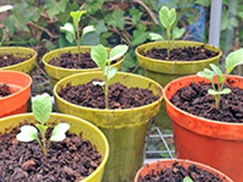 Выращивание цветной капусты