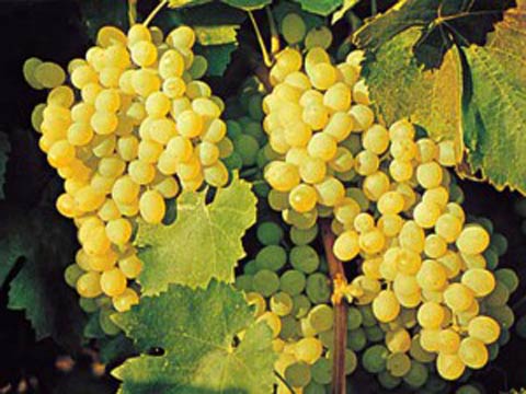 Выращивание винограда, Выбор саженцев, высадка и уход