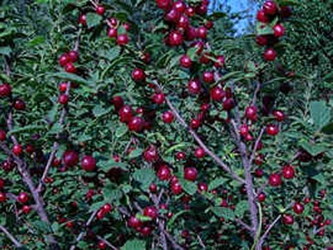 Выращивание войлочной вишни