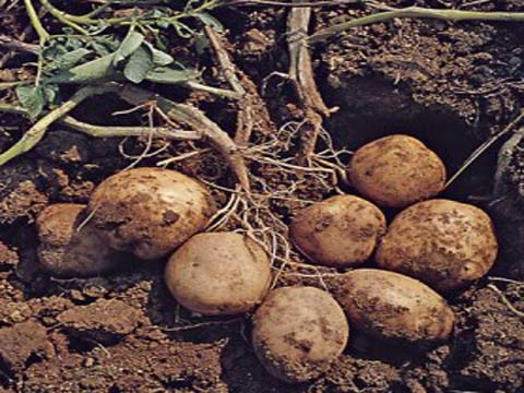 Высокий урожай картофельных клубней