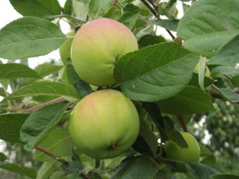 Яблони и другие семечковые, Черноплодная рябина или Арония Мичурина