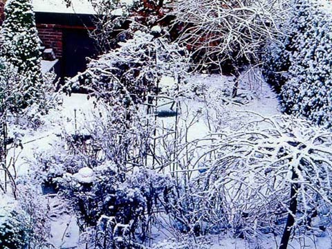 Зима на садовом участке
